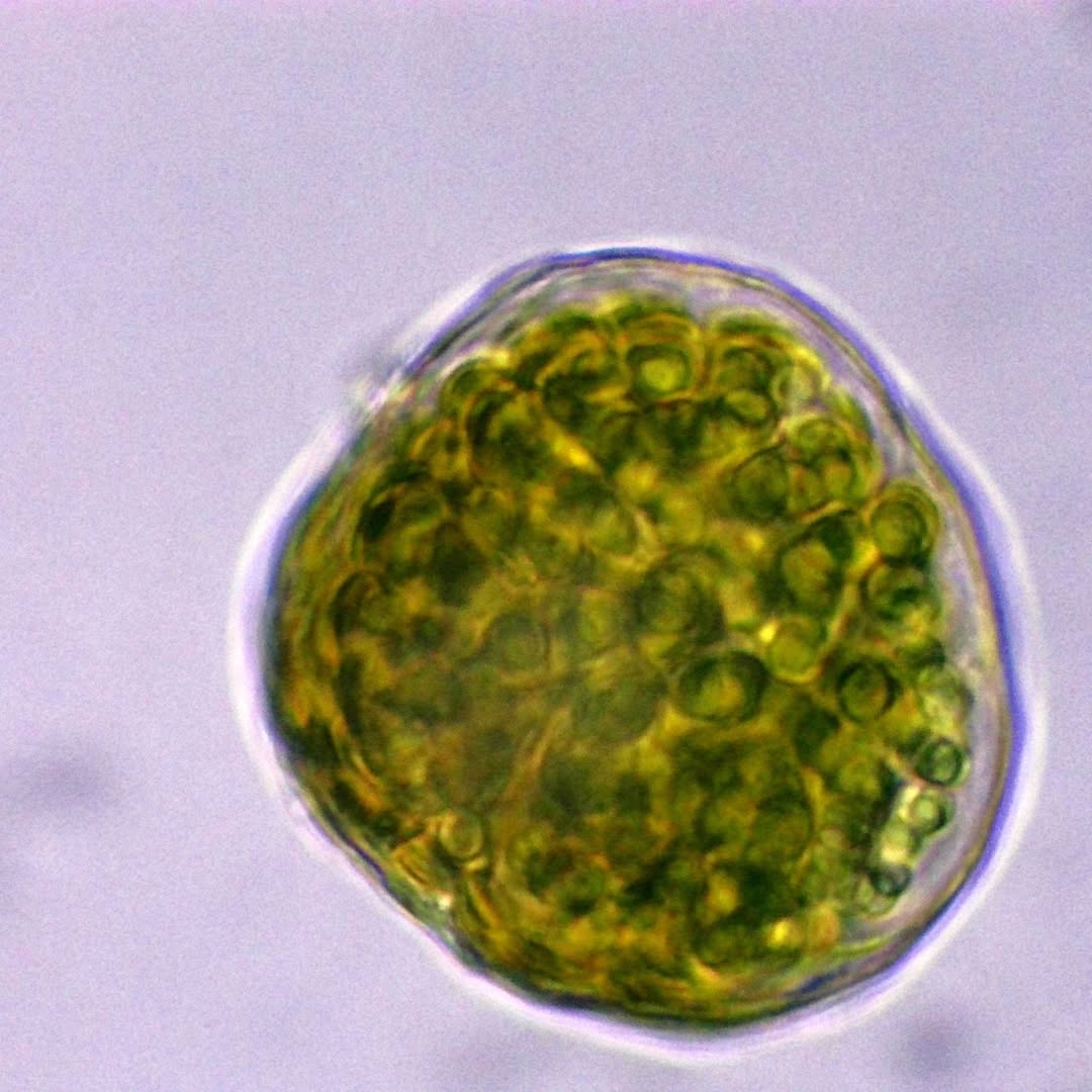 Algue unicellulaire