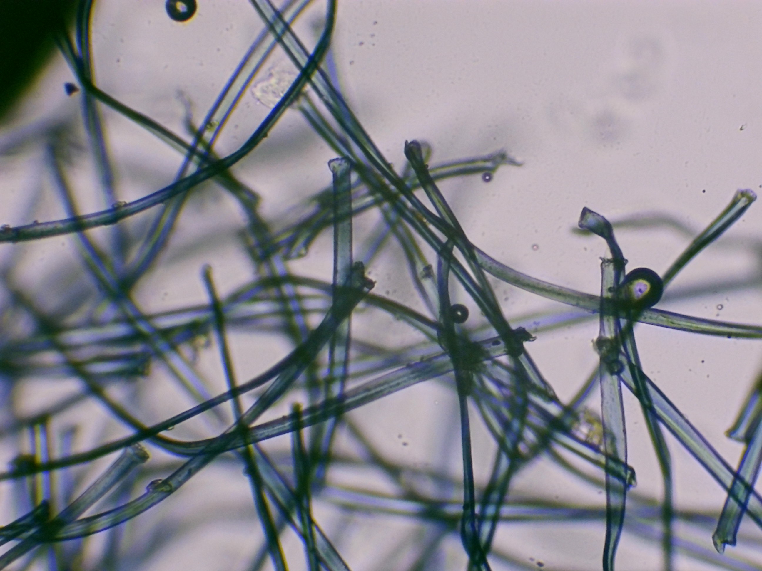 Fibre synthétique